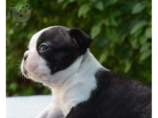 Όμορφα κουτάβια boston terrier